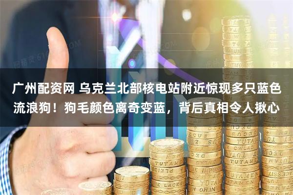 广州配资网 乌克兰北部核电站附近惊现多只蓝色流浪狗！狗毛颜色离奇变蓝，背后真相令人揪心