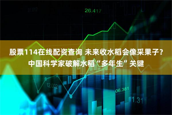 股票114在线配资查询 未来收水稻会像采果子？中国科学家破解水稻“多年生”关键