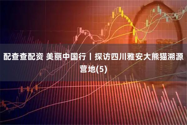 配查查配资 美丽中国行丨探访四川雅安大熊猫溯源营地(5)